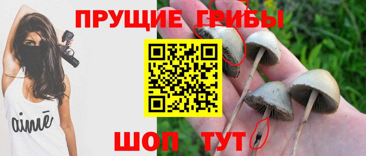 Галлюциногенные грибы прущие грибы Краснодар